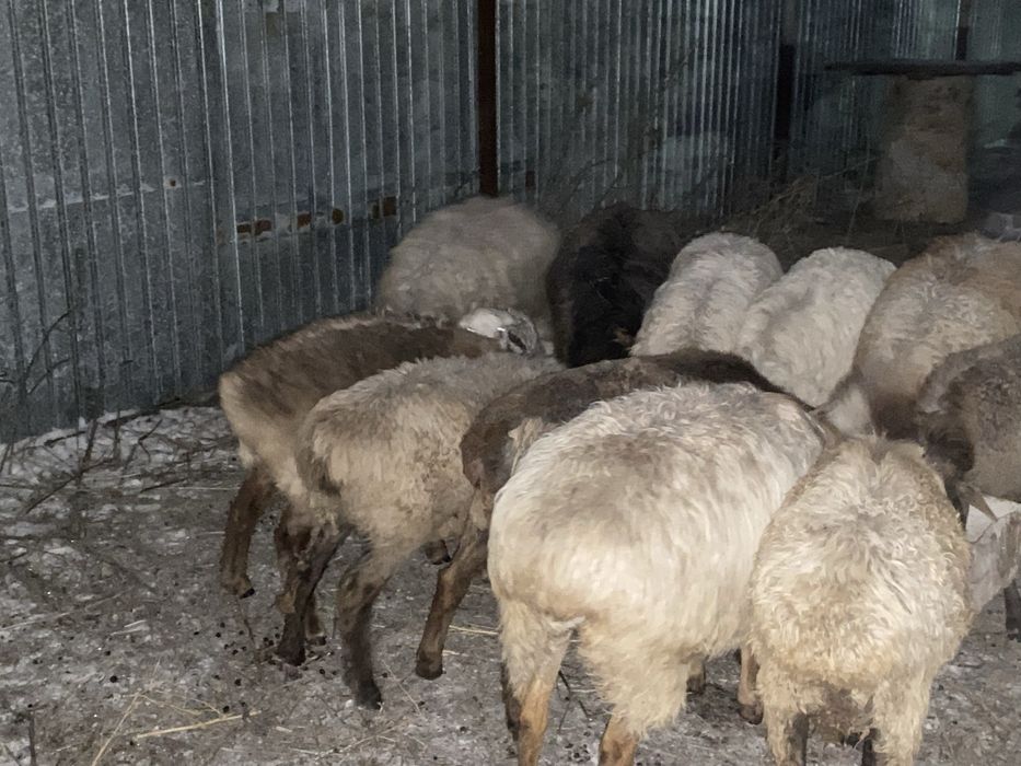 Продам баранов..