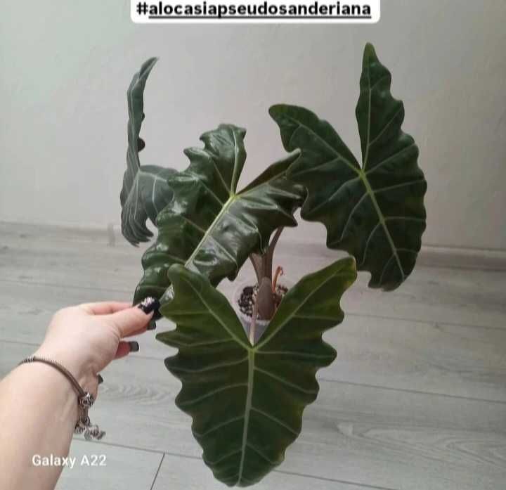 Алоказии комнатные растения