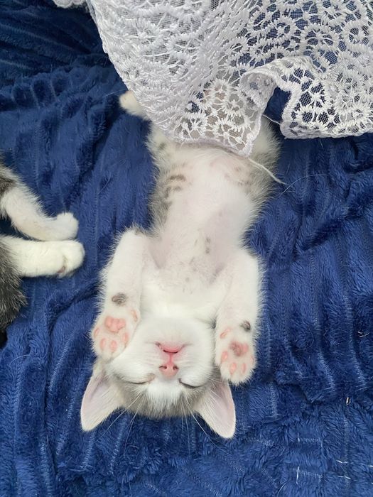 Отдам котят в добрые руки