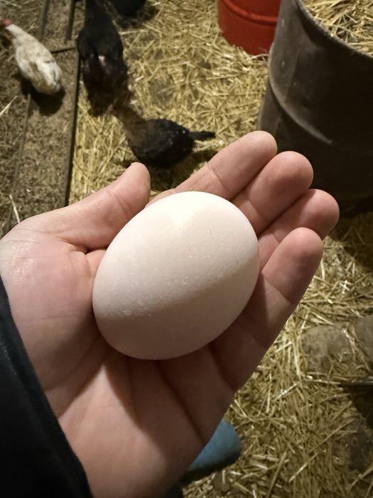 Предлагам за консумация и за предстоящи празници