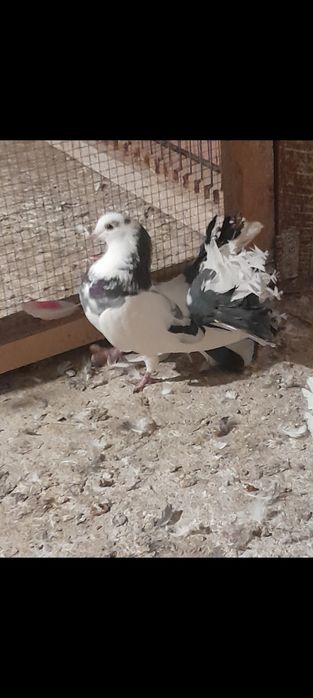 Vând porumbei curcani