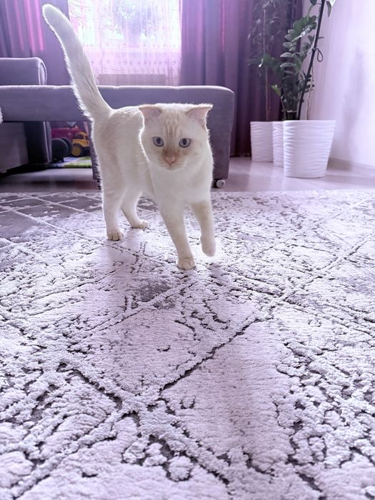 Продам Котёнка британец