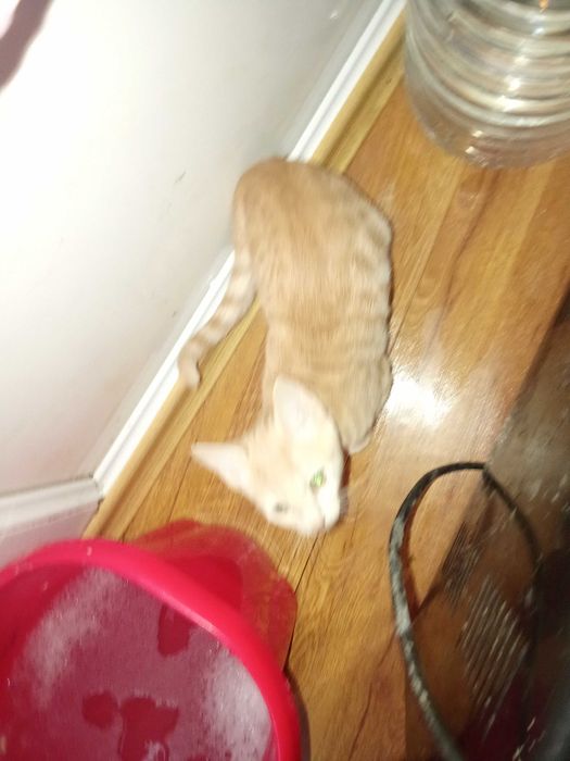 Котенца от Каварна тирсят дом