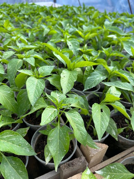 Рассада в ассортименте