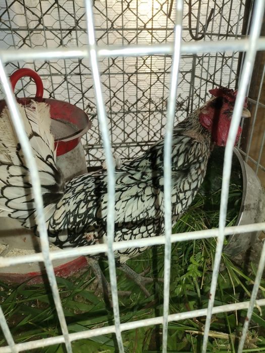 Iepuras pitici  cap leu