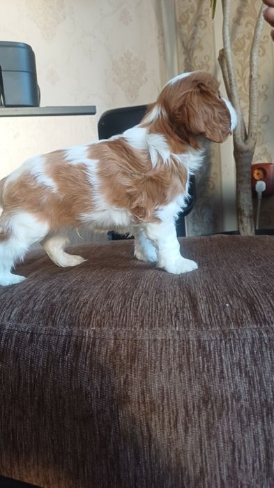 Продавам кавалер кинг чарлз шпаньол