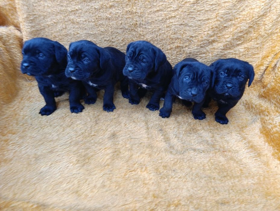 Кане Корсо с Паспорт !