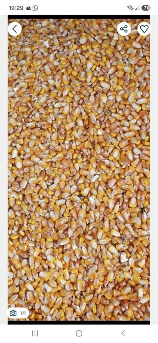 Vând porumb boabe Dekalb producție 2026
