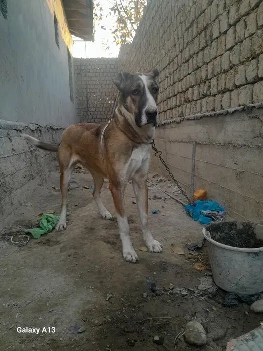 немецкий боксер собака