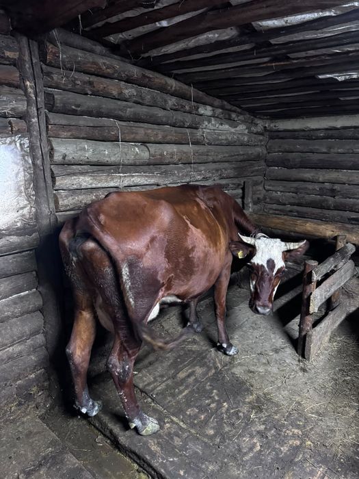 Продам двух коров и двух тёлочек