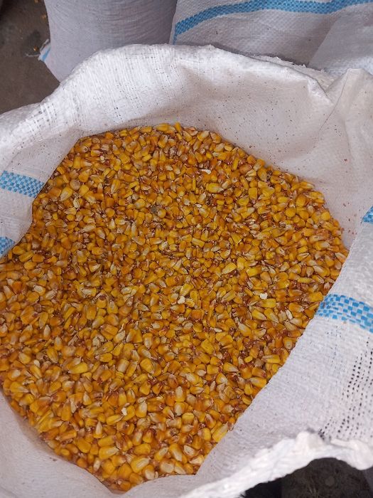 Porumb de vanzare