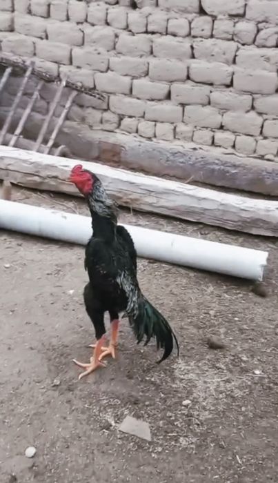 Тоза кон 100 тали Шамо жужалар сотилади