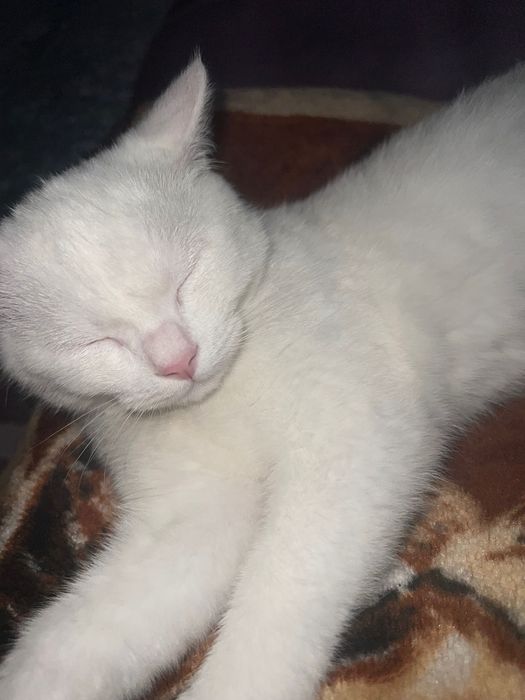 Британский зотдор мушик сотилади срочно