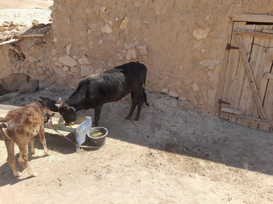 Novvos sotiladi 2 yashar