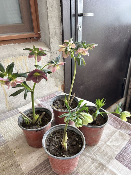 Садовые цветы в продаже