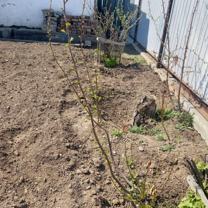 Саженцы, яблоня, вишня,герань