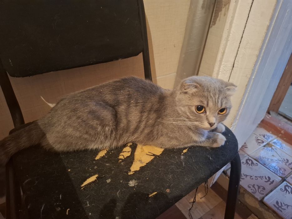 Продам кошку породы скотиш фолд девочка