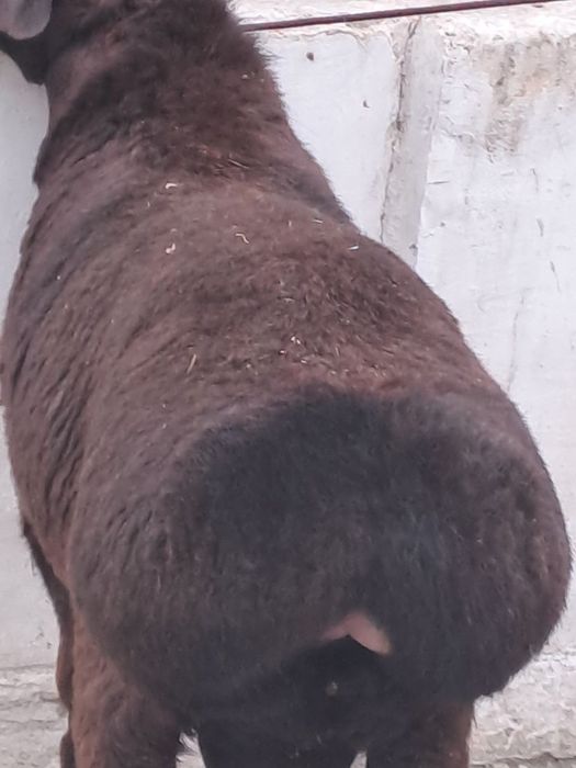 Кучкорлар сотилади