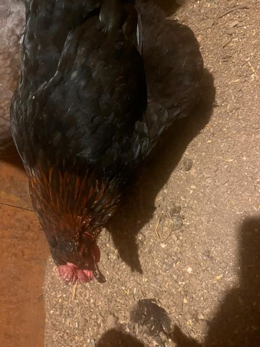 Тауыктар сатылады