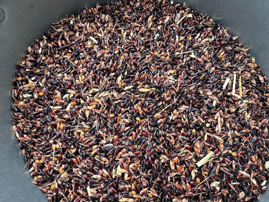 Ячмень.Платный чат!Все корма.