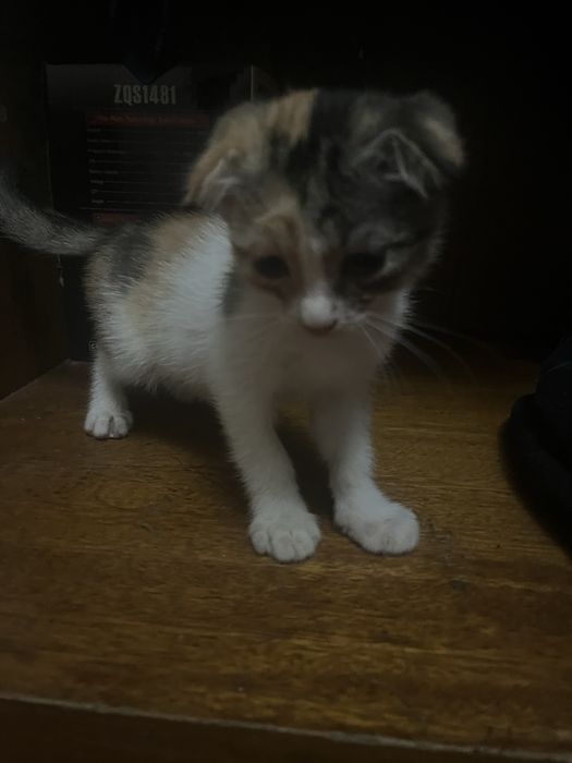 Срочно отдам котят