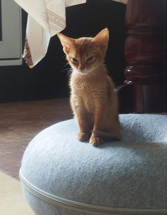 Абиссинские котята европа
