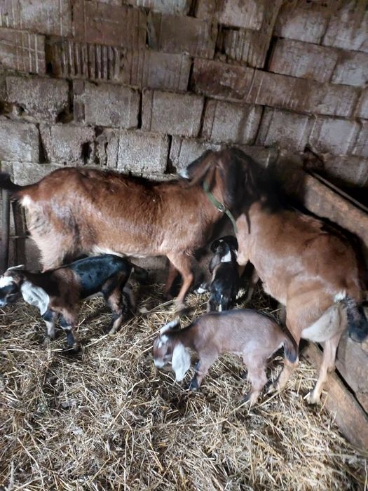 Vând două capre anglonubiene  fătate