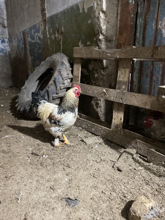 Петухи молодые (Сортировка)