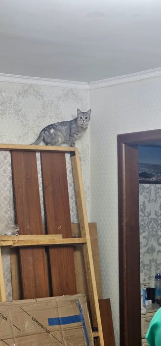 Отдам в хорошие руки