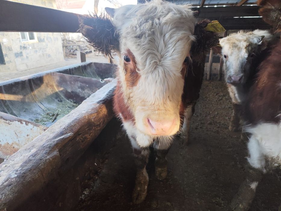 1 жасар бука 1 ай жемде тур