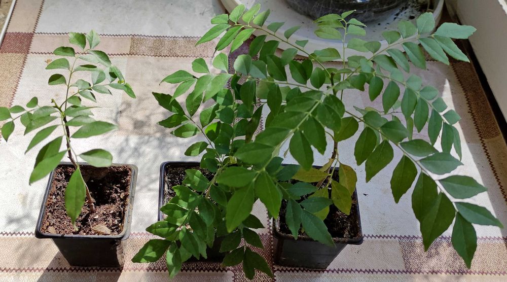 Къри лист, Мурая - Murraya koenigii