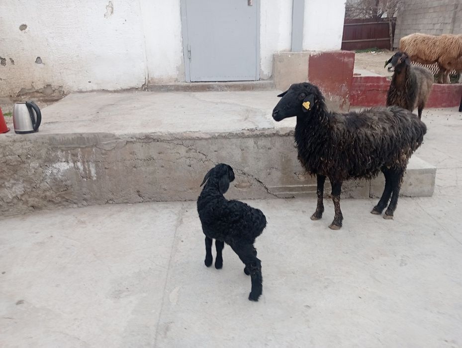 Қозы Қой , баран