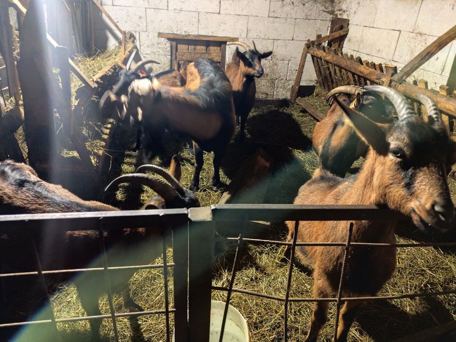 Vând capre alpine franceza rasa pura