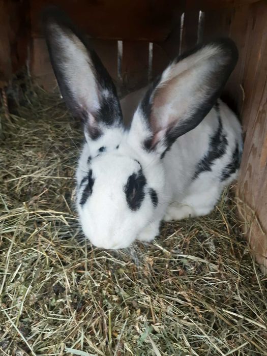 Iepuri uriaș german/belgian mix.