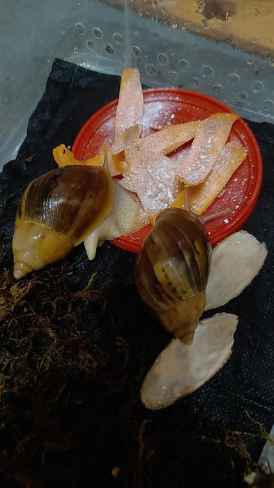 Ахатина иммакулята