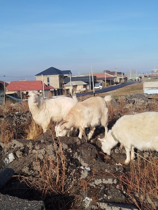Ешкілер сатылады