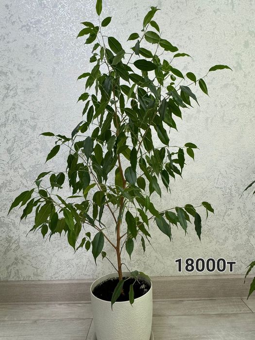 Продам цветы денежные дерева, фикус и т.д.