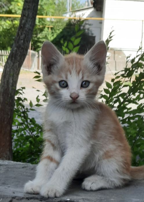 Марғаулар, котята