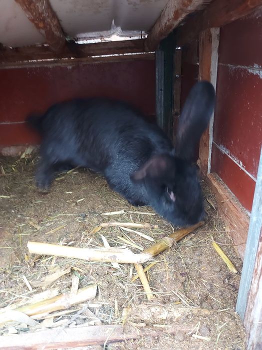 Iepuri urias german.