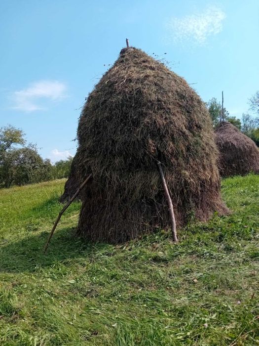Vand 10 clai de fan si otava