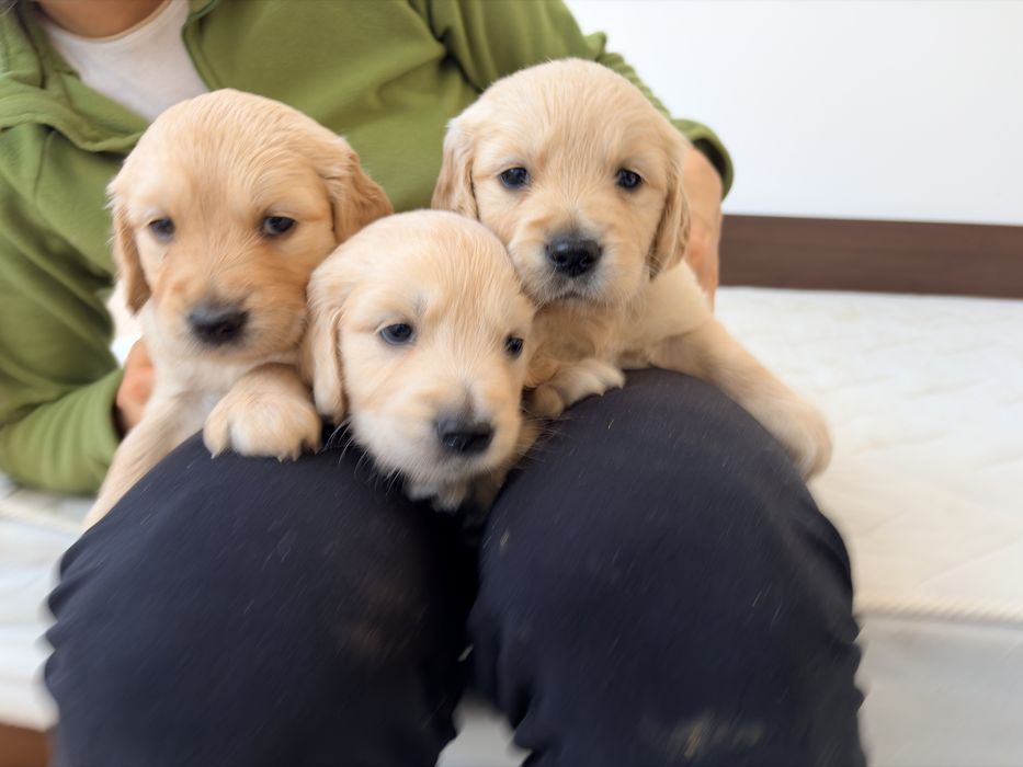 Кученца голдън ретривър