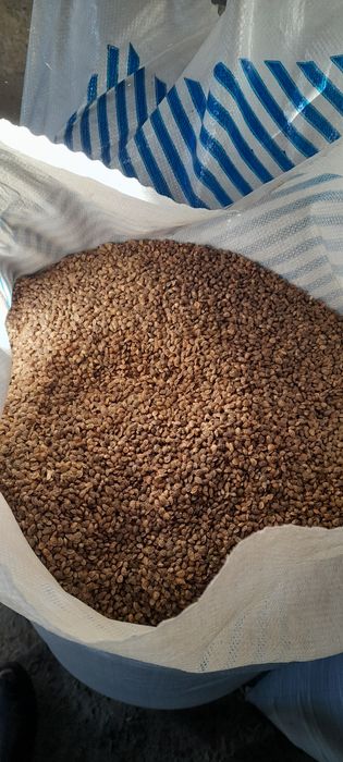 Семена Эспарцета