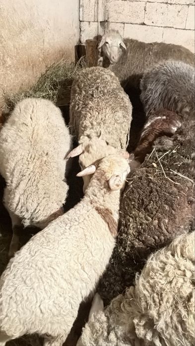 Бараны , Кой , матки с ягнатами