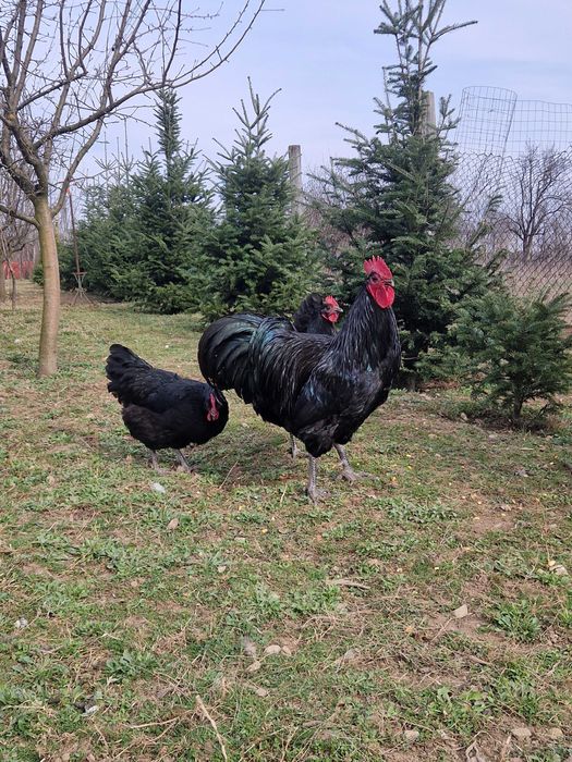 Oua de incubat găina