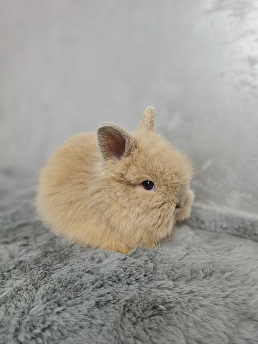 Iepurași pitici Cap de Leu – diverse culori