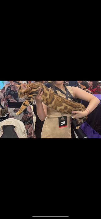 Продается кошка бенгальской породы Чемпион