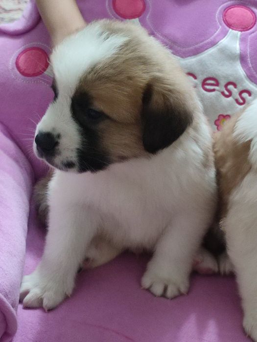 Щенки московской сторожевой