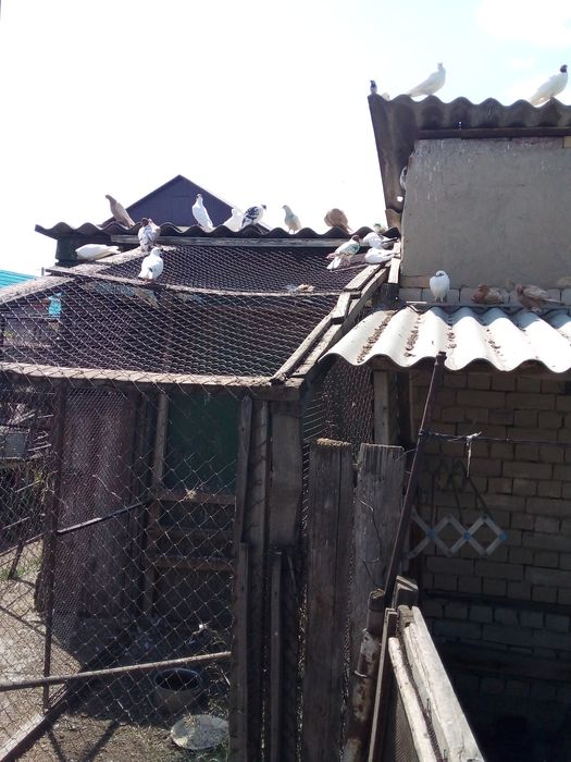 Продам домашних голубей