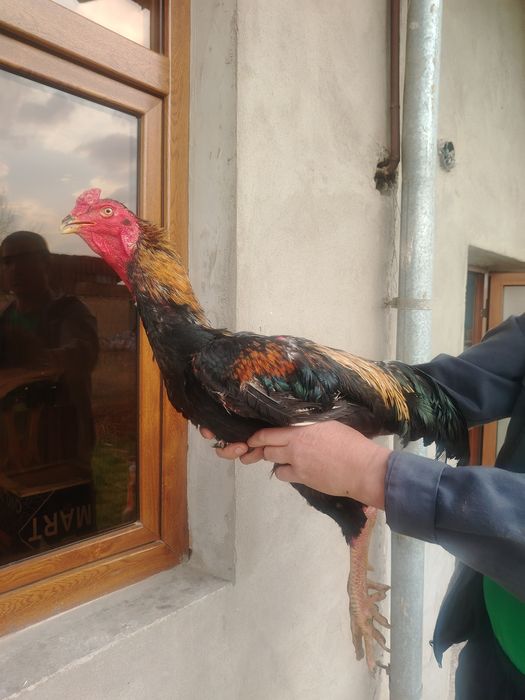 Дакан хороз сотилади 10 ойли