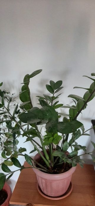 Комнатные цветы  Сансевиерия,замиокулькас